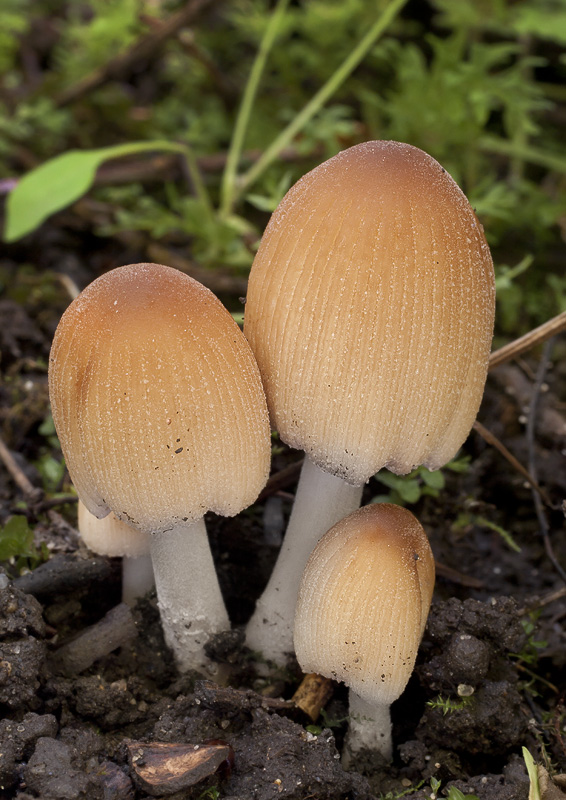 Coprinellus micaceus